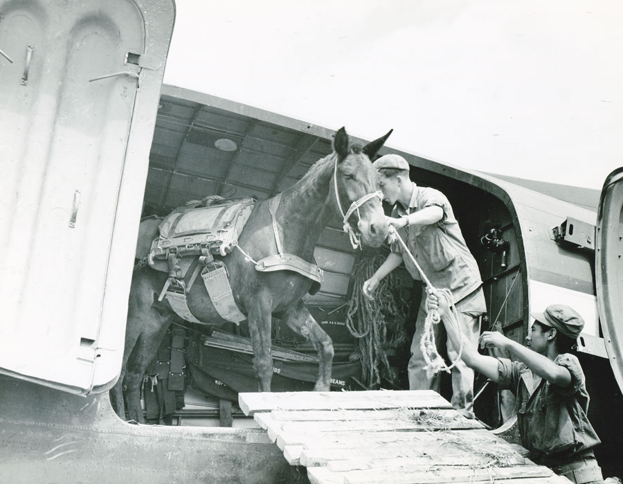 Aviation History | History of Flight | Aviation History Articles, Warbirds, Bombers, Trainers, Pilots | A Tale of Two Mules