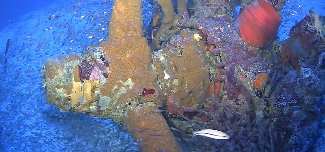 Missing WW II Warbirds Found in the South Pacific [VIDEO]